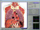 3d Nls Sub Health Analyzer , Quantum Resonance Body Analyzer supplier